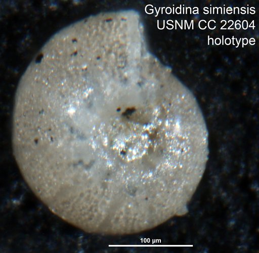 Gyroidina simiensis Cushman & McMasters, 1936