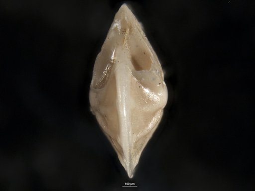 Robulus pseudo-secans Cushman, 1938