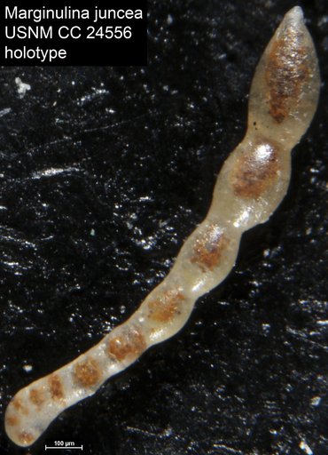 Marginulina juncea Cushman, 1938