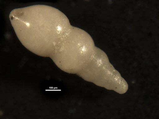 Nodosarella constricta Cushman & Bermudez, 1937