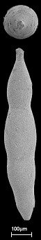 Nodogenerina laevis Cushman & Bermudez, 1937