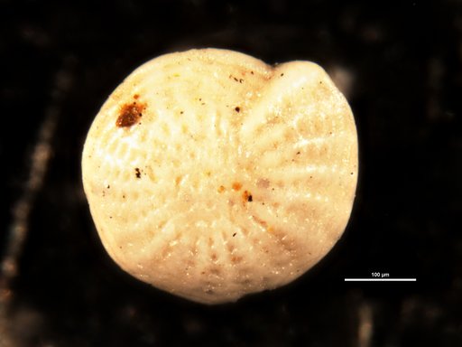 Elphidium parri Cushman, 1936