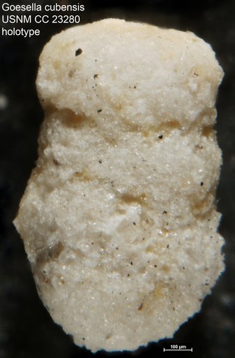 Goesella cubensis Cushman & Bermúdez, 1936