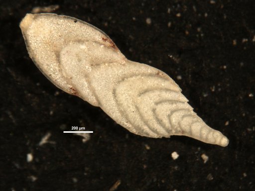Plectofrondicularia palmerae Cushman & Bermudez, 1936