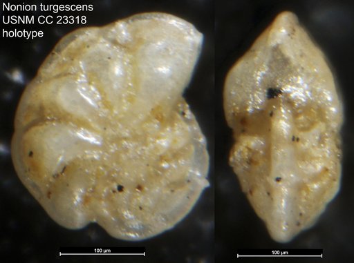 Nonion turgescens Cushman, 1936