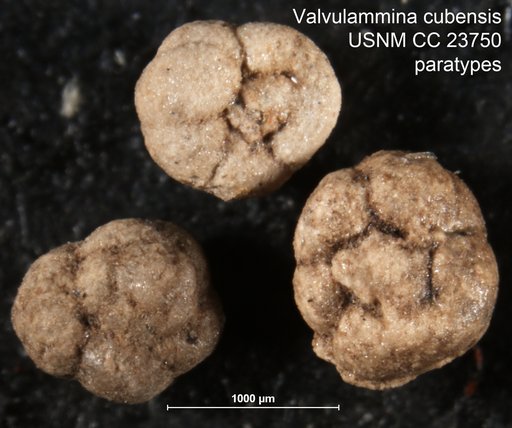Valvulammina cubensis Cushman & Bermúdez, 1937