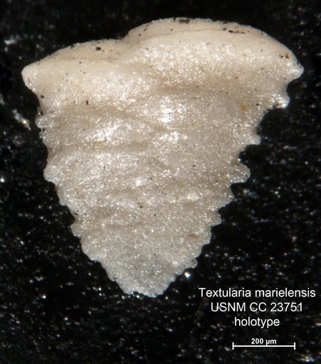 Textularia marielensis Lalicker & Bermudez, 1938