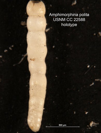 Amphimorphina polita Cushman & Bermudez, 1936