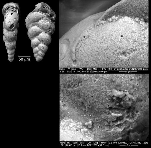 Guembelina pulchra Brotzen, 1936