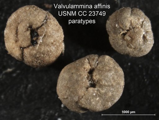 Valvulammina affinis Cushman & Bermúdez, 1937