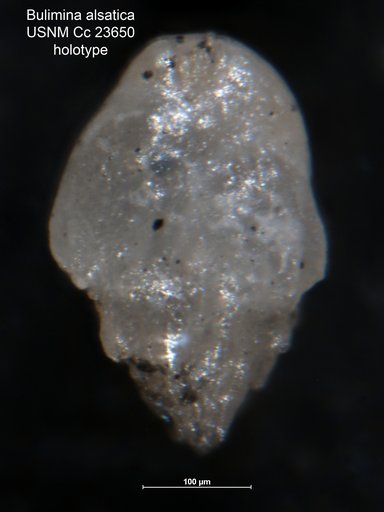 Bulimina alsatica Cushman & Parker, 1937