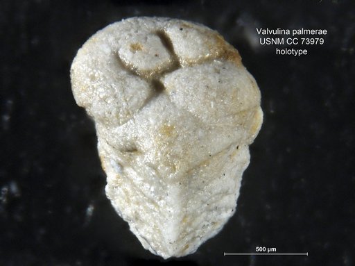 Valvulina palmerae Bermúdez, 1937