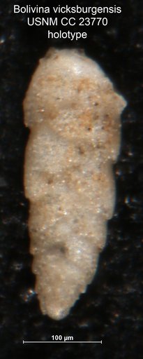 Bolivina vicksburgensis Cushman, 1922