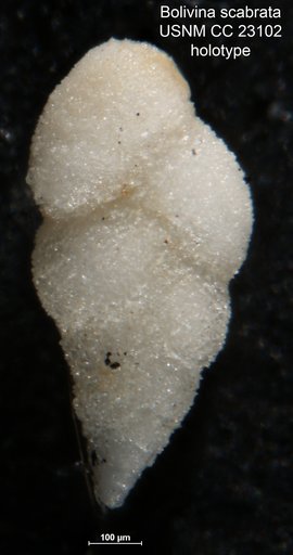 Bolivina scabrata Cushman & Bermúdez, 1936