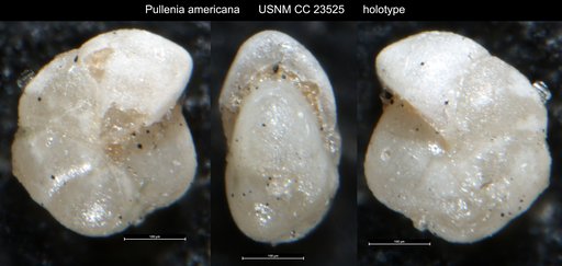 Pullenia americana Cushman, 1936