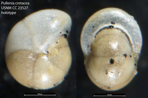 Pullenia cretacea Cushman, 1936