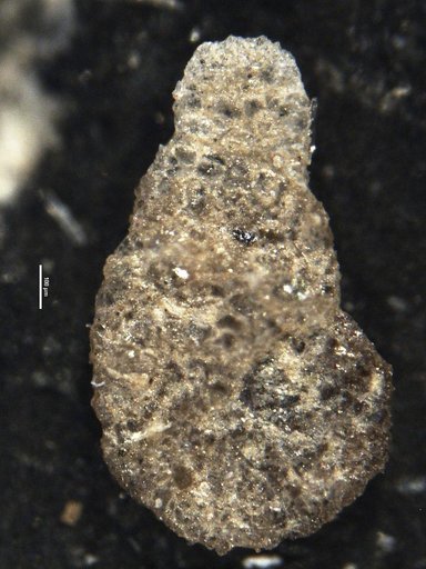 Ammobaculites strathearnensis Cushman & LeRoy, 1938