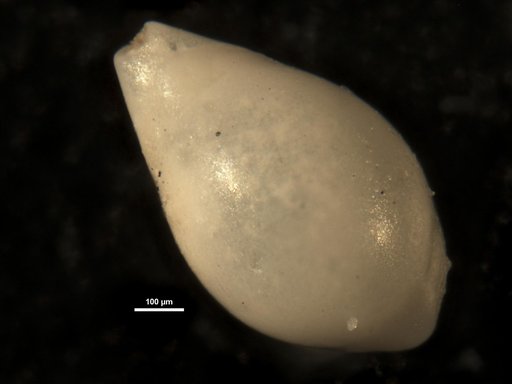 Pleurostomella palmerae Bermudez, 1937