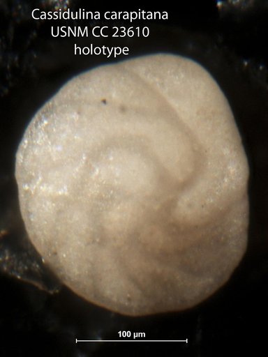 Cassidulina carapitana Hedberg, 1937