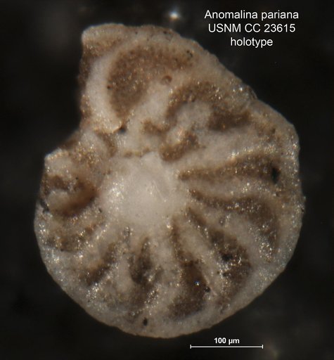 Anomalina pariana Hedberg, 1937