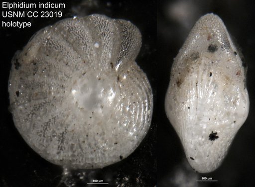 Elphidium indicum Cushman, 1936
