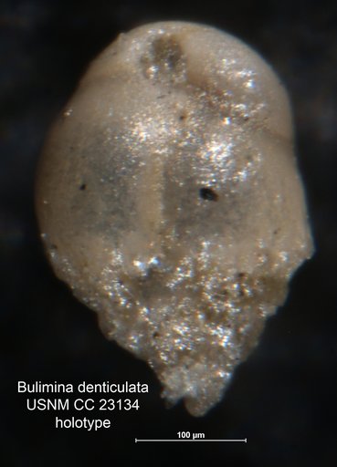 Bulimina denticulata Cushman & Parker, 1936