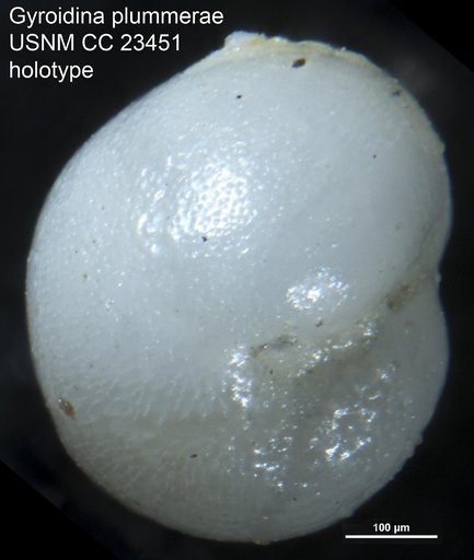 Gyroidina plummerae Cushman & Bermudez, 1937