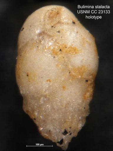Bulimina stalacta Cushman & Parker, 1936