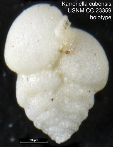 Karreriella cubensis Cushman & Bermúdez, 1937