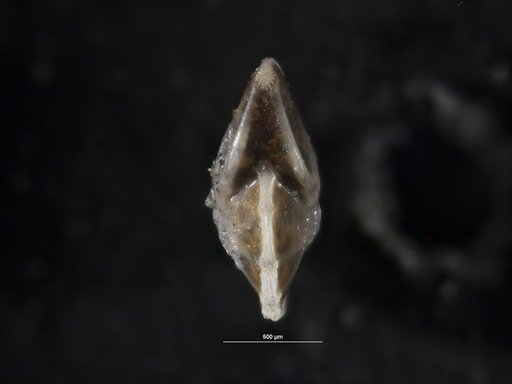 Robulus spisso-costatus Cushman, 1938