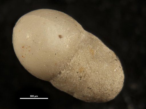 Pinaria heterosculpta Bermúdez, 1937