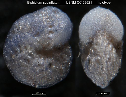 Elphidium subinflatum Cushman, 1936