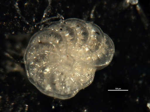 Elphidium nigarense Cushman, 1936