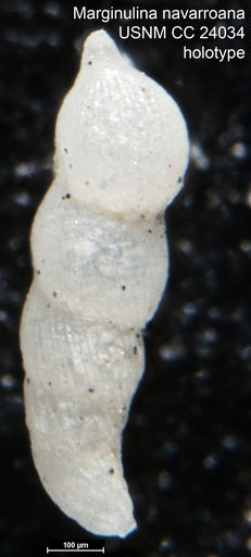 Marginulina navarroana Cushman, 1937