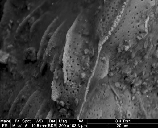 Angulogerina halkyardi Cushman & Edwards, 1937