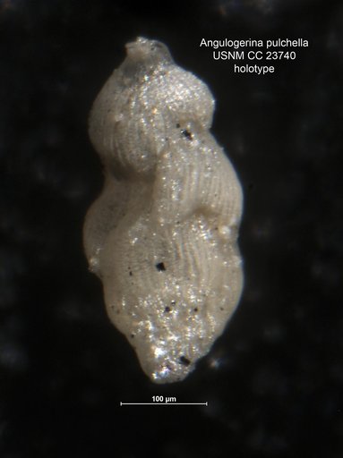 Angulogerina pulchella Cushman & Edwards, 1937