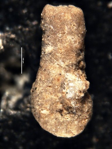 Ammobaculites penonensis Cushman & Bermúdez, 1937
