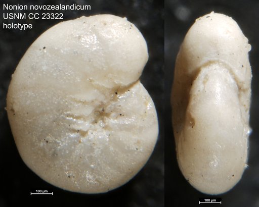 Nonion novozealandicum Cushman, 1936