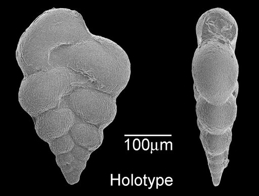 Guembelina pseudotessera Cushman, 1938