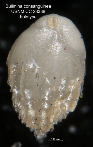 Bulimina consanguinea Parker & Bermúdez, 1937