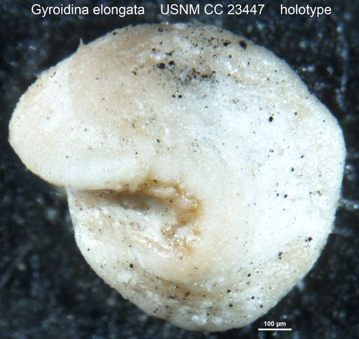 Gyroidina elongata Cushman & Bermúdez, 1937