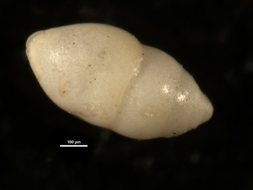 Ellipsoglandulina principiensis Cushman & Bermudez, 1937