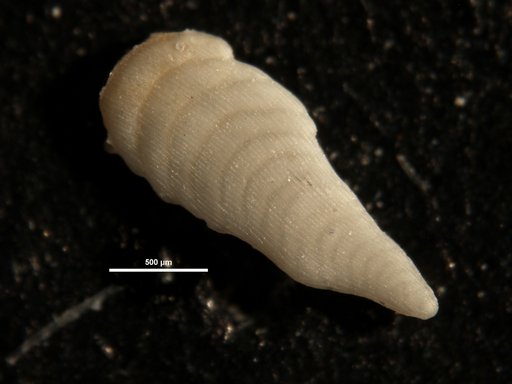 Plectofrondicularia herrerae Bermudez, 1937