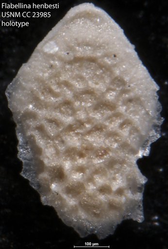 Flabellina henbesti Bermudez, 1937