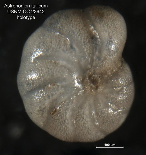 Astrononion italicum Cushman & Edwards, 1937