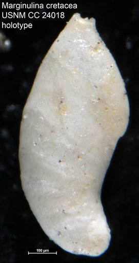Marginulina cretacea Cushman, 1937