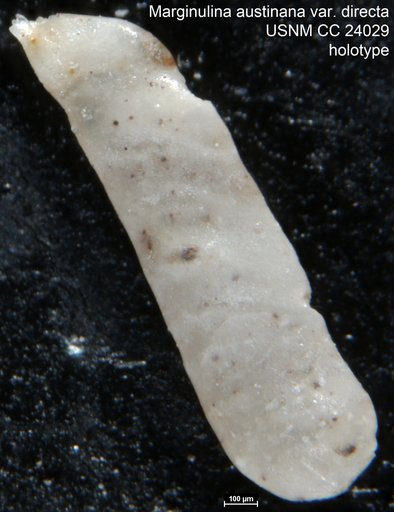 Marginulina austinana var. directa Cushman, 1937