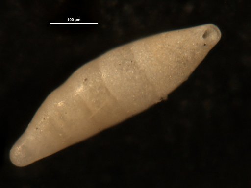 Nodosarella acus Cushman & Bermudez, 1937