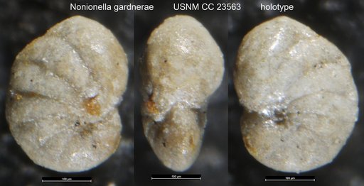 Nonionella gardnerae Cushman, 1936