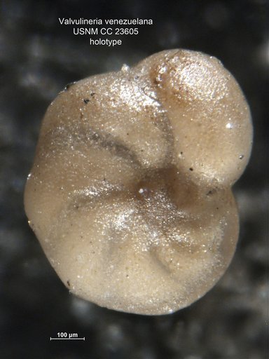 Valvulineria venezuelana Hedberg, 1937